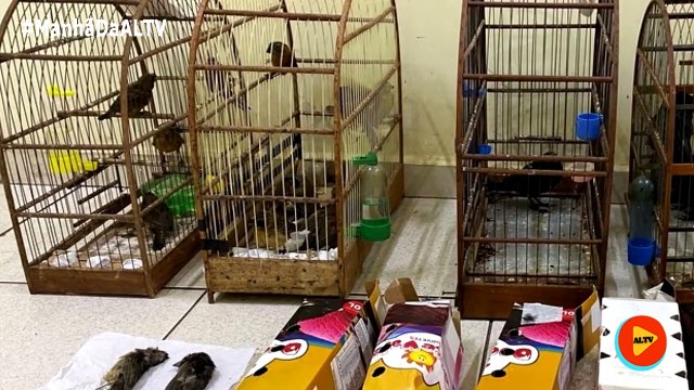 Passageiro é preso e multado em mais de R$ 86 mil por transportar aves silvestres em ônibus de Avaré