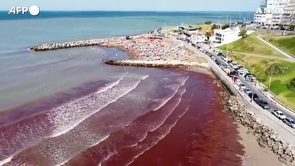 Argentina, una "marea rossa" di alghe ricopre una spiaggia