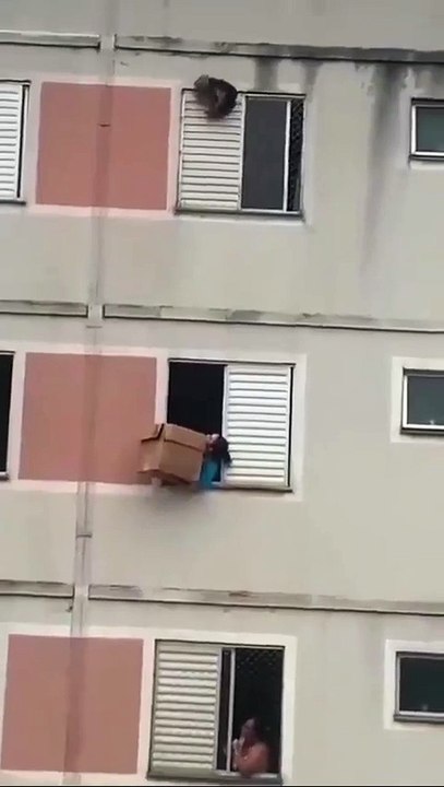 Rescatan un perro en Brasil