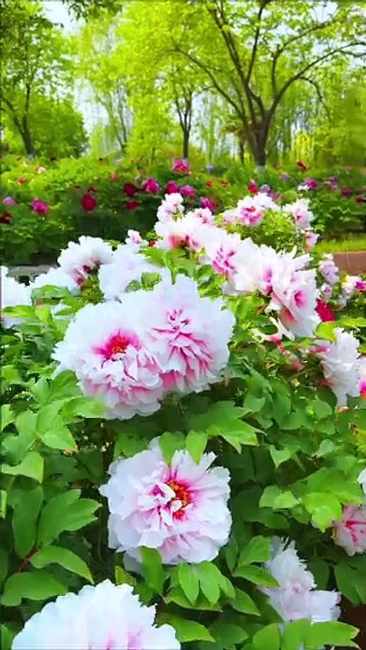 ,,,,,,,,Very beautiful,,,,,,,