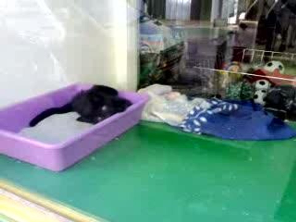 Jeux de chatons
