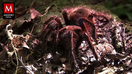 ¡Tarántula en la cabina! El piloto alérgico vivió una pesadilla en pleno vuelo