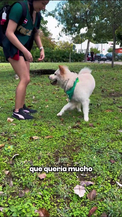 Carnaval de Mérida 2025: Conoce a Aslan, el rey perruno de talla mediana