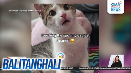 Alagang pusa na tila na-offend matapos hawakan ng kaniyang amo, kinaaaliwan online | Balitanghali