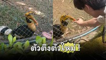 เจอแบบนี้ใจละลาย ! นกเงือกสวนสัตว์เชียงใหม่ คาบอาหารแจกสุดน่าเอ็นดู