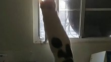 Si te ries pierdes, mi gato pernanca saludando a sus amiguitos por la ventana #shorts #animal #pet
