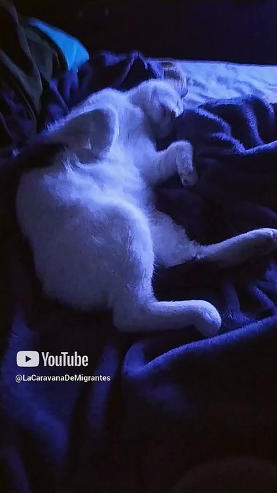 el gato pernanca se quedo bien dormido cuando estabamos viendo peliculas y series en netflix #shorts
