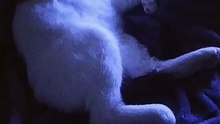el gato pernanca se quedo bien dormido cuando estabamos viendo peliculas y series en netflix #shorts