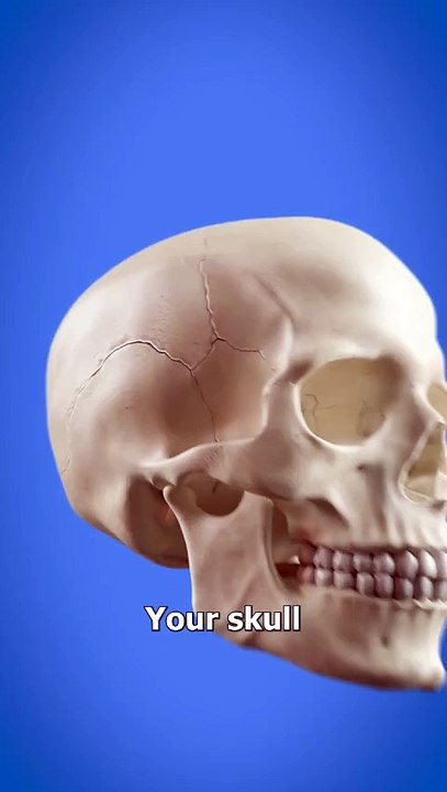 Why Does The Skull Have Cracks_ 🤔
