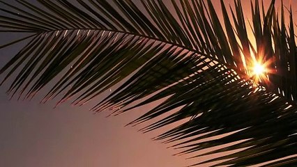 Sun Flare Through Palm Tree