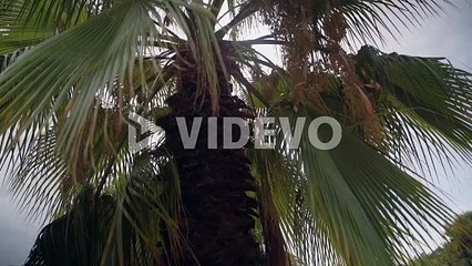 Sun flare hitting palm tree leaves broll clip