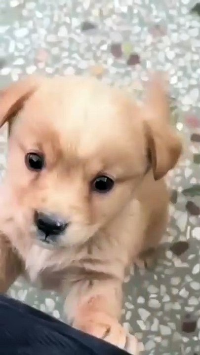 Baby dog_cute puppy barking_4kviral_short)