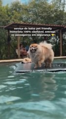 Un golden retriever se convierte en socorrista de sus compañeros perrunos: te derretirá el corazón