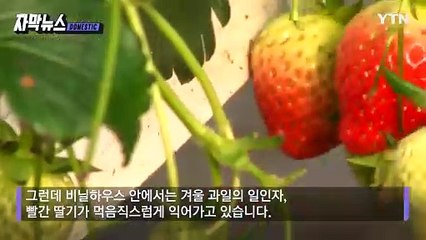 [자막뉴스] 수정 벌 '암수 구별'도 척척... AI가 관리하는 스마트팜 / YTN