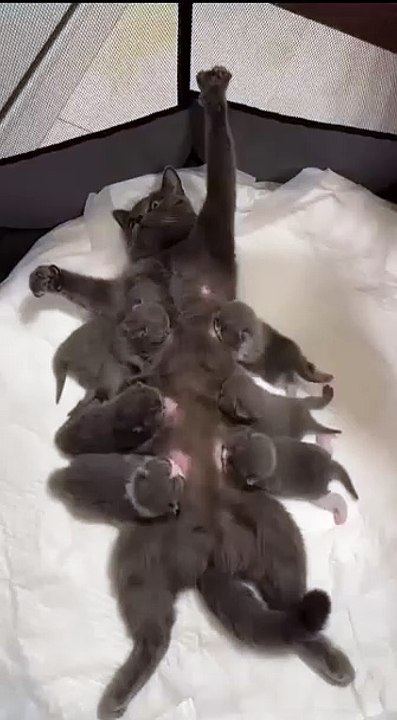 Welpe entdeckt Schnee! 20250225