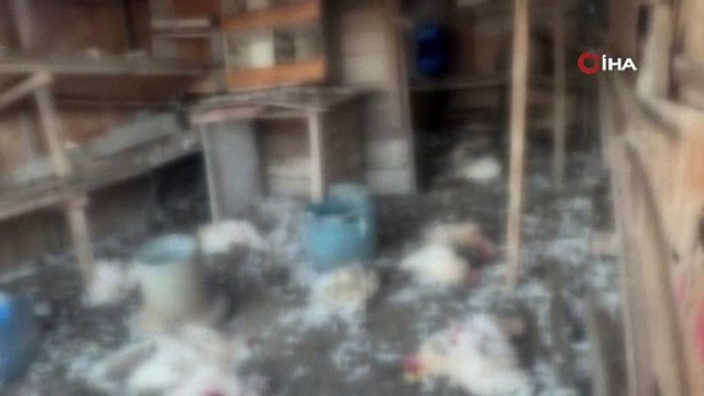 Bursa’da başıboş köpekler çiftlikteki koyun ve tavuklara saldırdı
