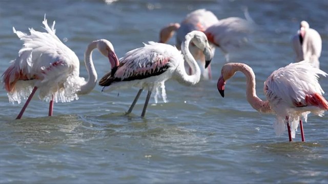 Eğirdir Gölü'nde şoke eden manzara: Flamingolar buz tuttu!