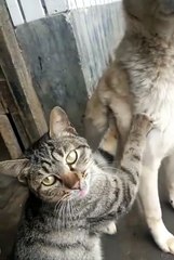 Cute dog funny cat😼🦮#cat #dog#shorts