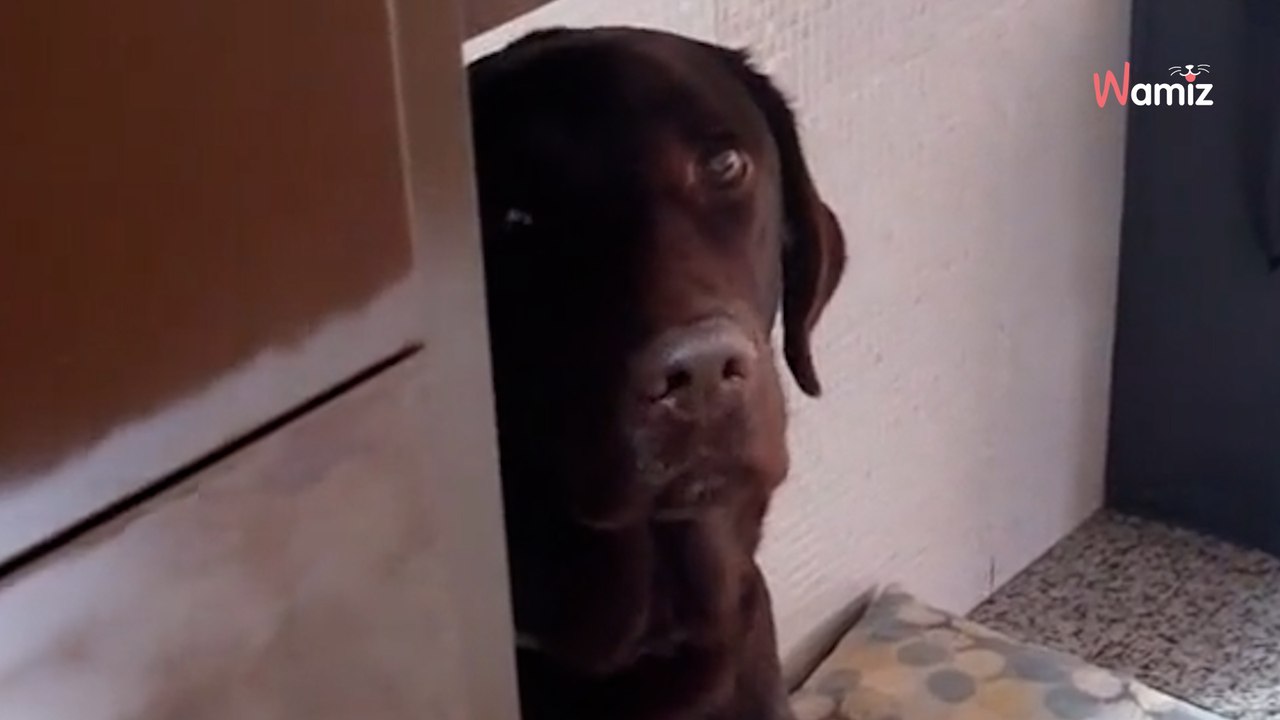Als das Frauchen merkt, was der Labrador getan hat, muss wirklich jeder lachen