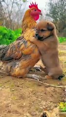 Friendship _ puppy and chicken . A beautiful moment _191 -