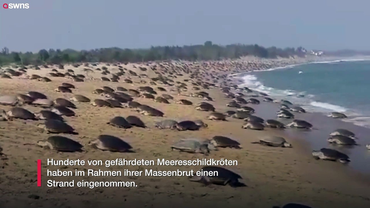 Hunderte von meeresschildkröten besetzen den strand für massenbrüten