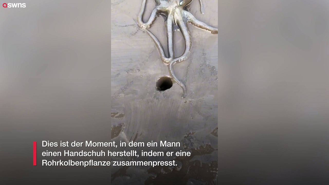 Video zeigt großen Oktopus, der sich in eine kleine Höhle zwängt