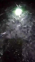 Pakan alternatif usus ayam rebus, stok Emon Rebus nya buat besok saja