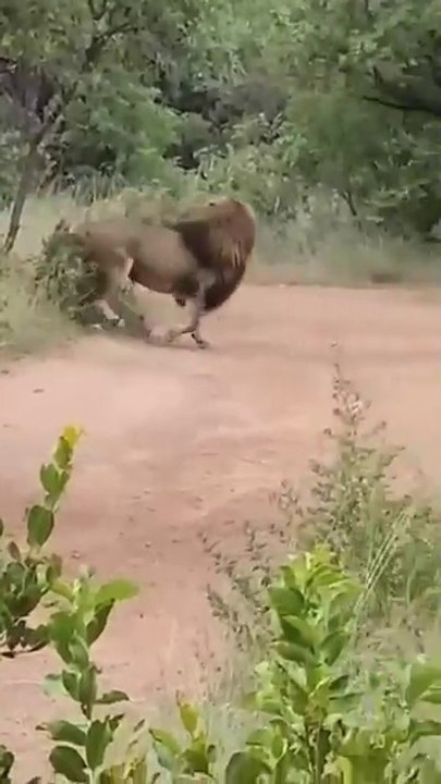 African wildlife safari _lion _wildlife)