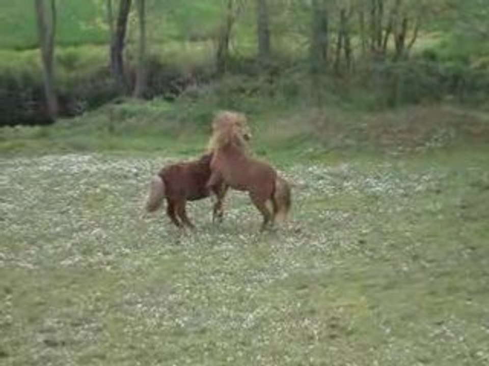 combat de poneys