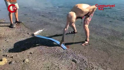 Meksika kıyılarında 'kıyamet balığı' görüldü