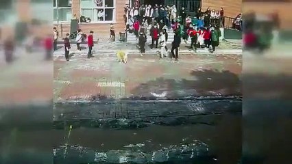 İstanbul'da tasmasından kurtulan köpek okul bahçesinde dehşet saçtı!