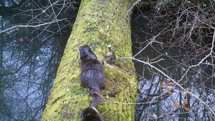 Otters back at Ewhurst Park after 70 year absence