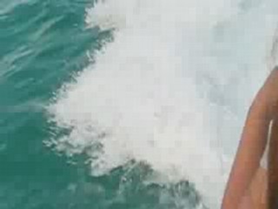 Jumping Dolphin Joined by 3 Others