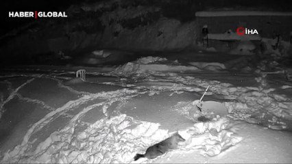 Aç kalan kurtlar köye inerken görüntülendi