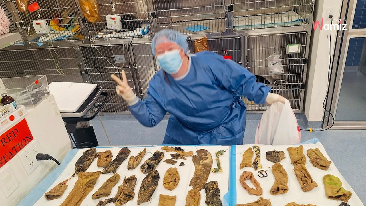 Un Bouvier bernois est emmené en urgence chez le vétérinaire : 44 objets sont trouvés dans son ventre