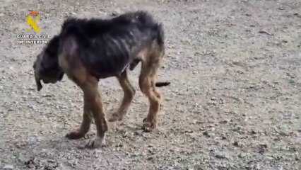 La Guardia Civil rescata 195 animales maltratados en Málaga