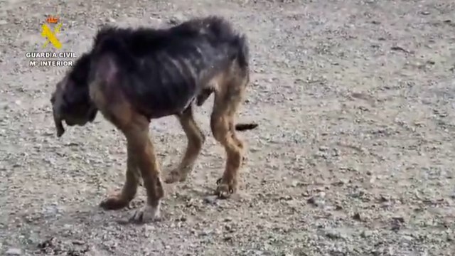 La Guardia Civil rescata 195 animales maltratados en Málaga