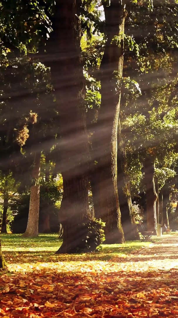 ⁣Relaxing Music , Stress Relief Music, Sleep Music,