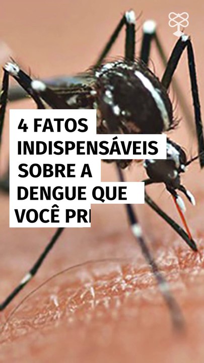 4 fatos indispensáveis sobre a dengue que você precisa saber
