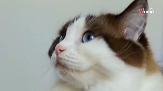 Kätzchen entdeckt ein Päckchen: 1,6 Millionen sind zu Tränen gerührt (Video)