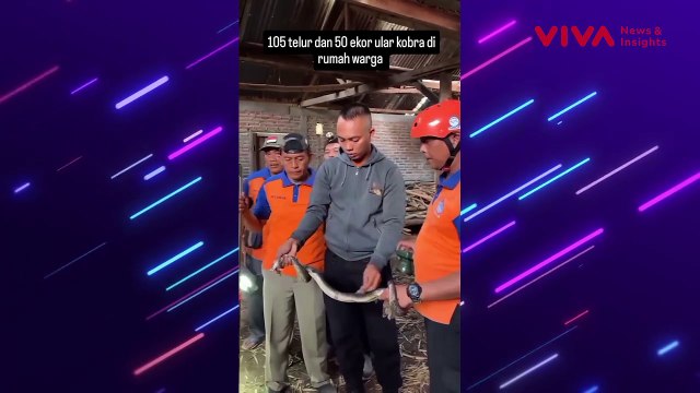 Rumah Warga di Madiun Jadi Sarang Puluhan Ular Kobra