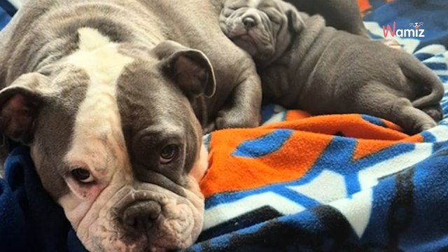 Le chien n'a aucune énergie : il fait tomber quelque chose sur le sol de la clinique et tout le monde se met à crier