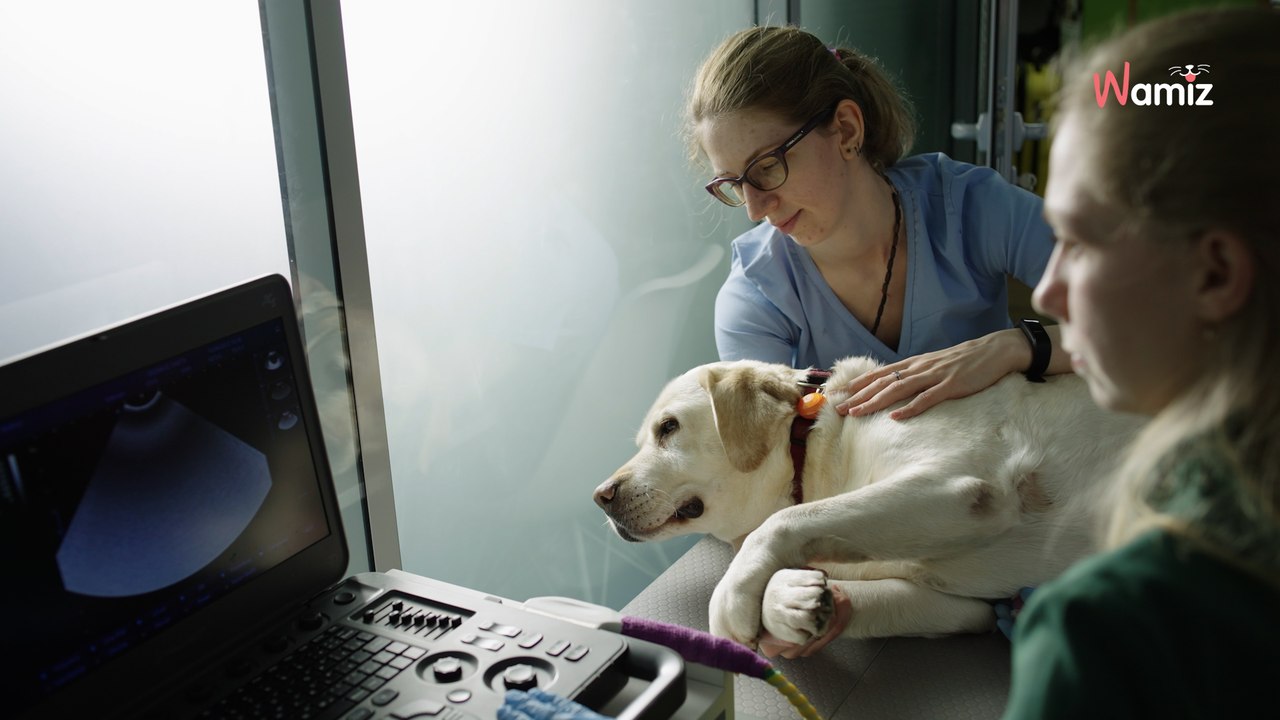 ls emmènent un chien errant chez le vétérinaire : ils découvrent un objet impensable dans son corps