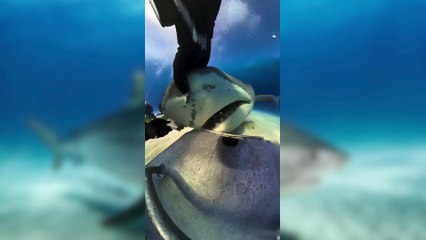 El momento en el que un tiburón se traga la cámara de un buzo