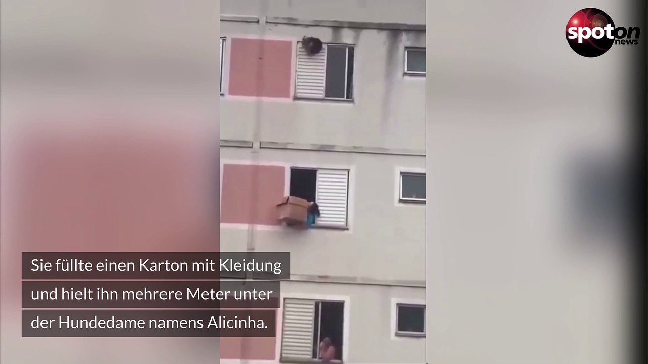 Hund fällt aus dem fünften stock: frau fängt tier im letzten moment