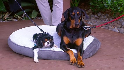 bd-aromaterapia-para-mascotas-250225