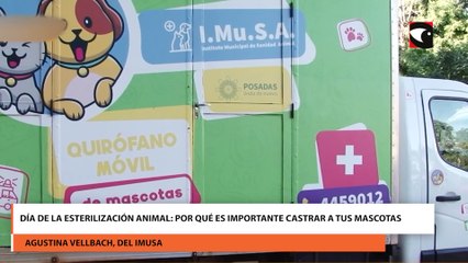 Día de la Esterilización Animal: por qué es importante castrar a tus mascotas