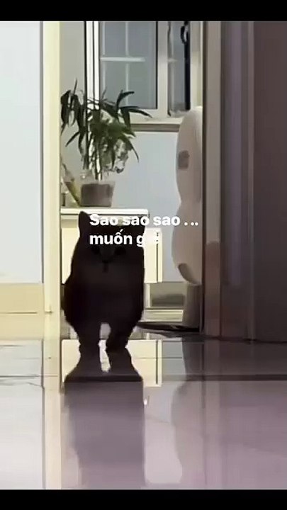 Katze jagt Laserpointer! 20250225