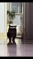 Katze jagt Laserpointer! 20250225