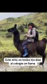 VIDEO: Jhoel y su llama ‘Benjamín’ recorren los cerros para llegar a la escuela